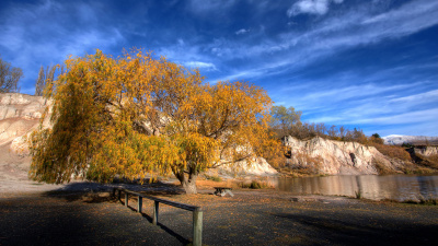 Golden Tree Golden Tree