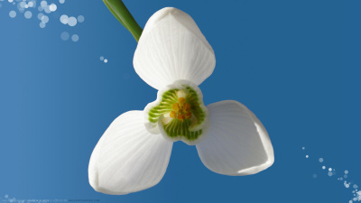 Snowdrop Flower Snowdrop Flower
