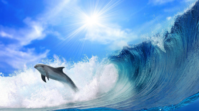 Dolphin Surfing